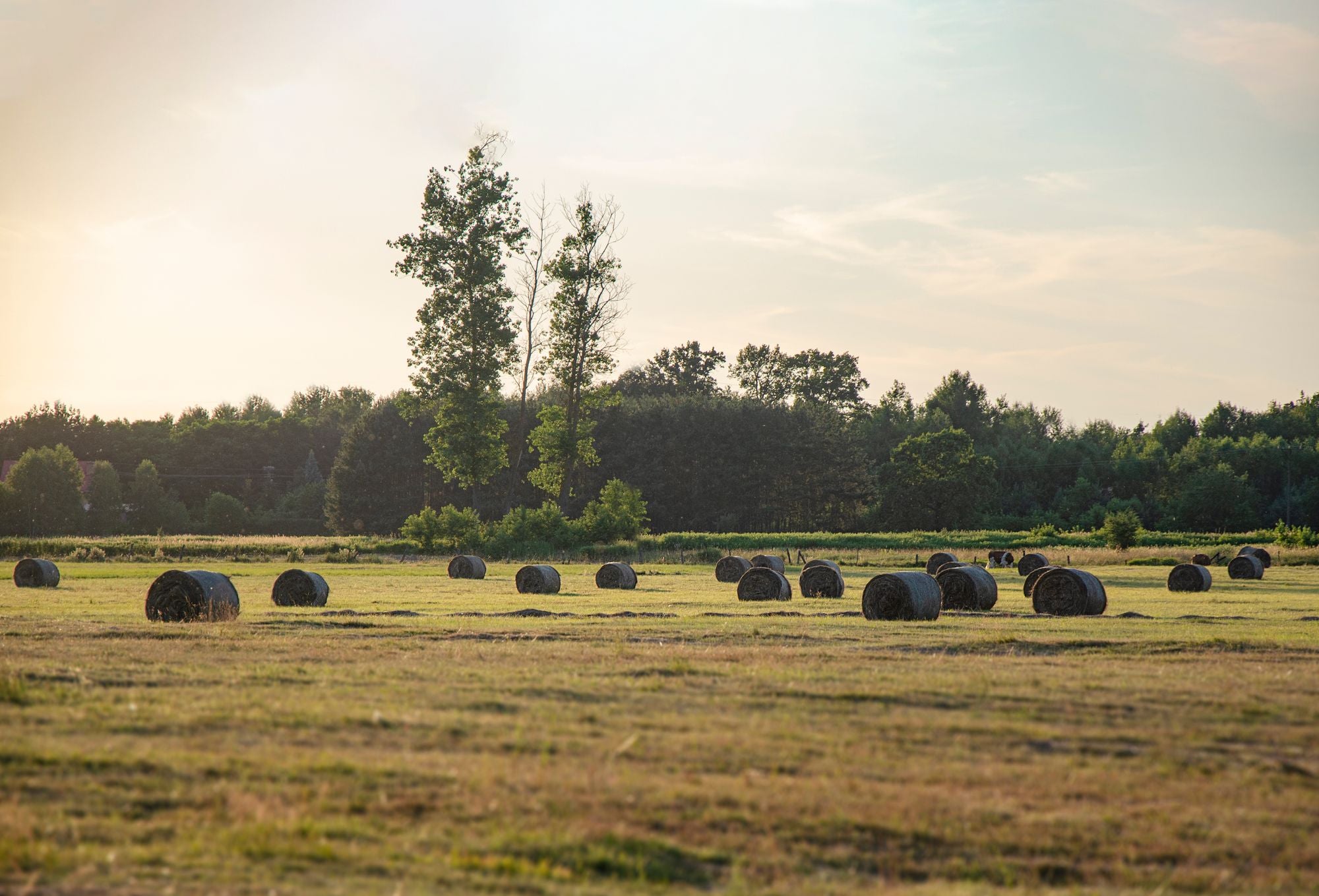 YMF hay bales field editorial